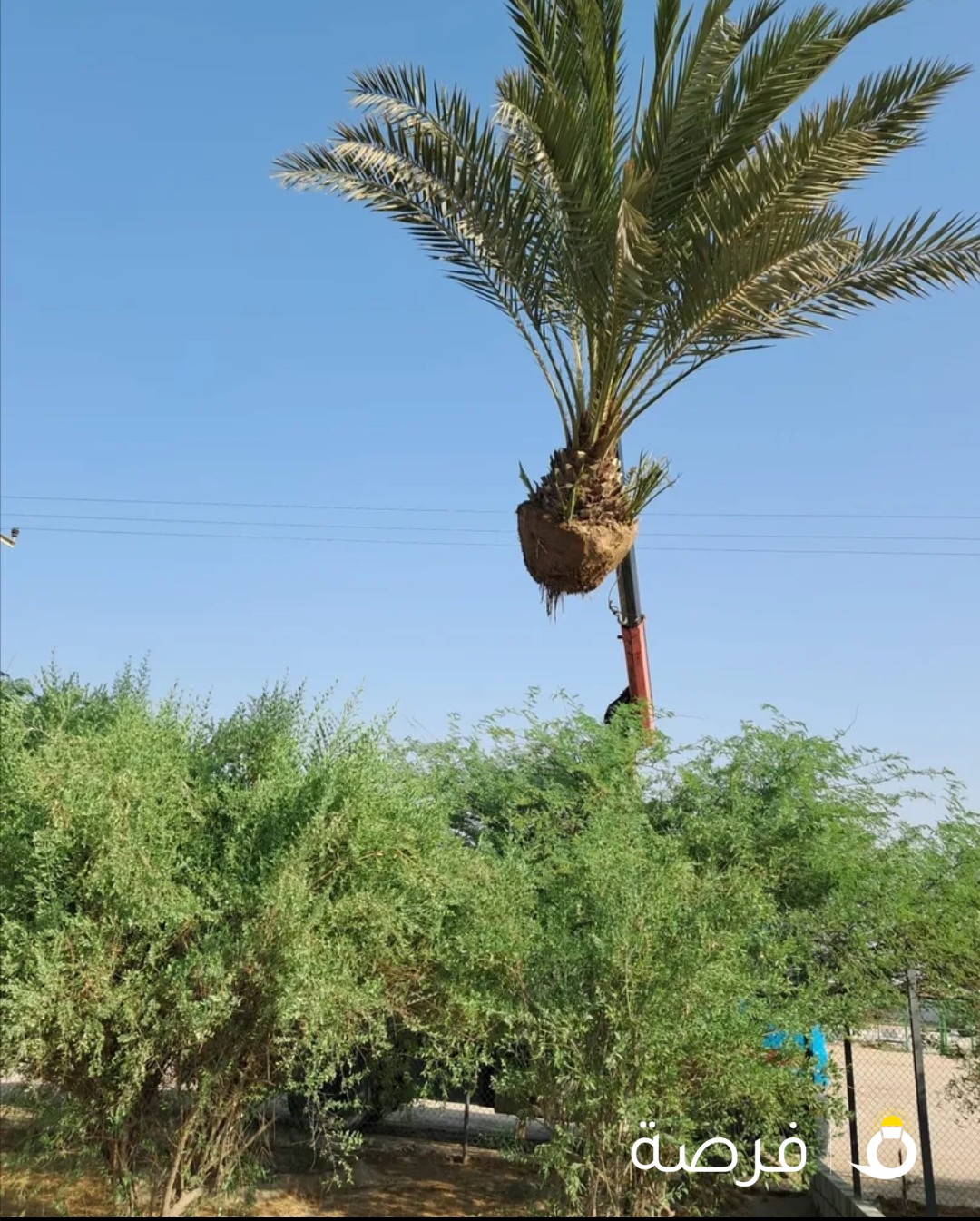 للبيع نخل برحى درجة أولى 70 دينار معا اكرين وعمال