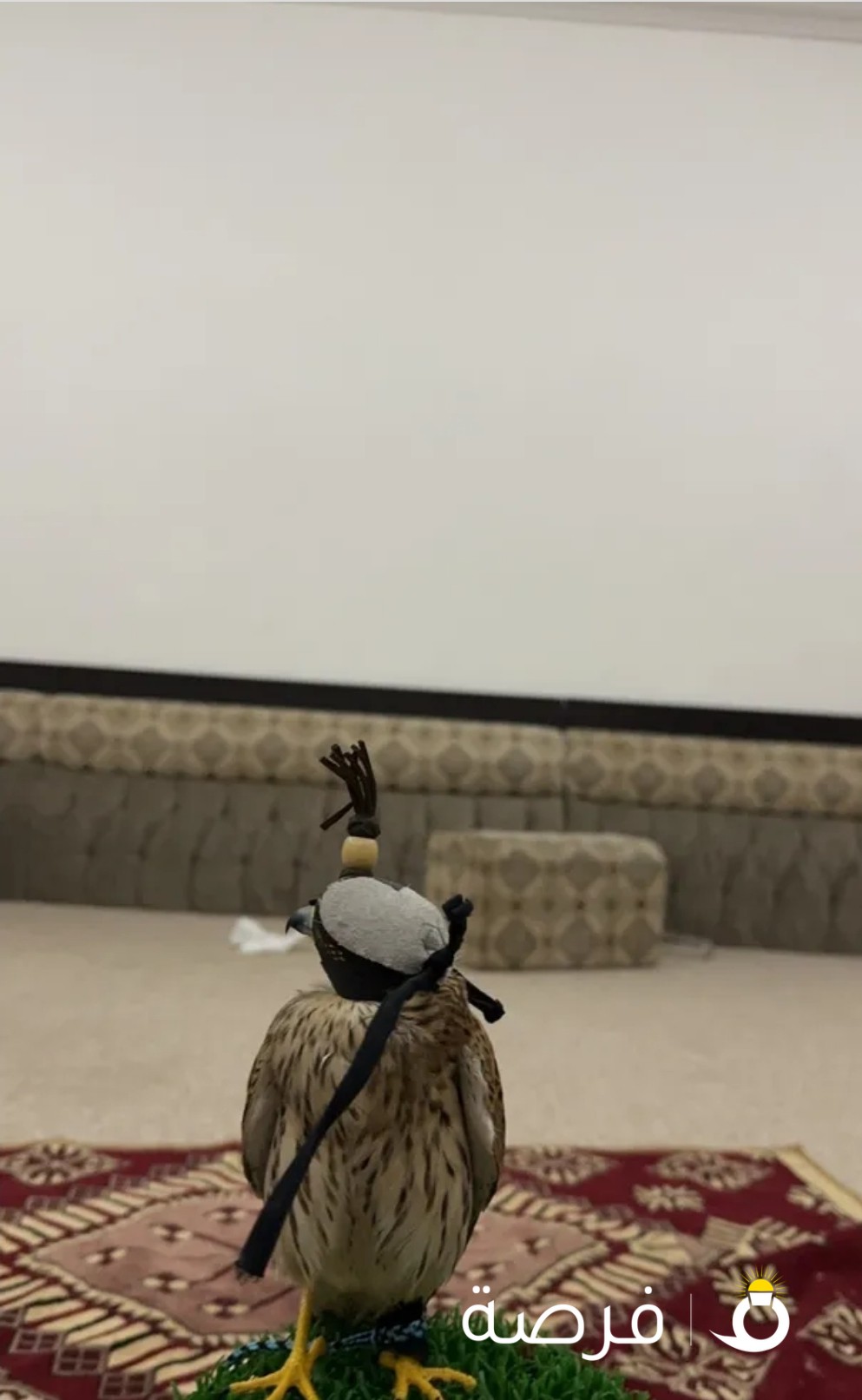 للبيع باشق