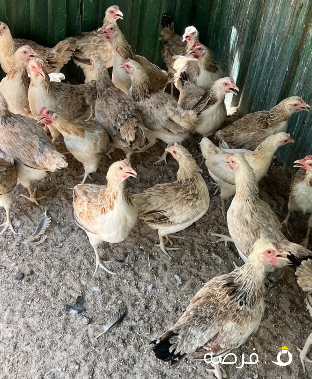 البيع دجاج