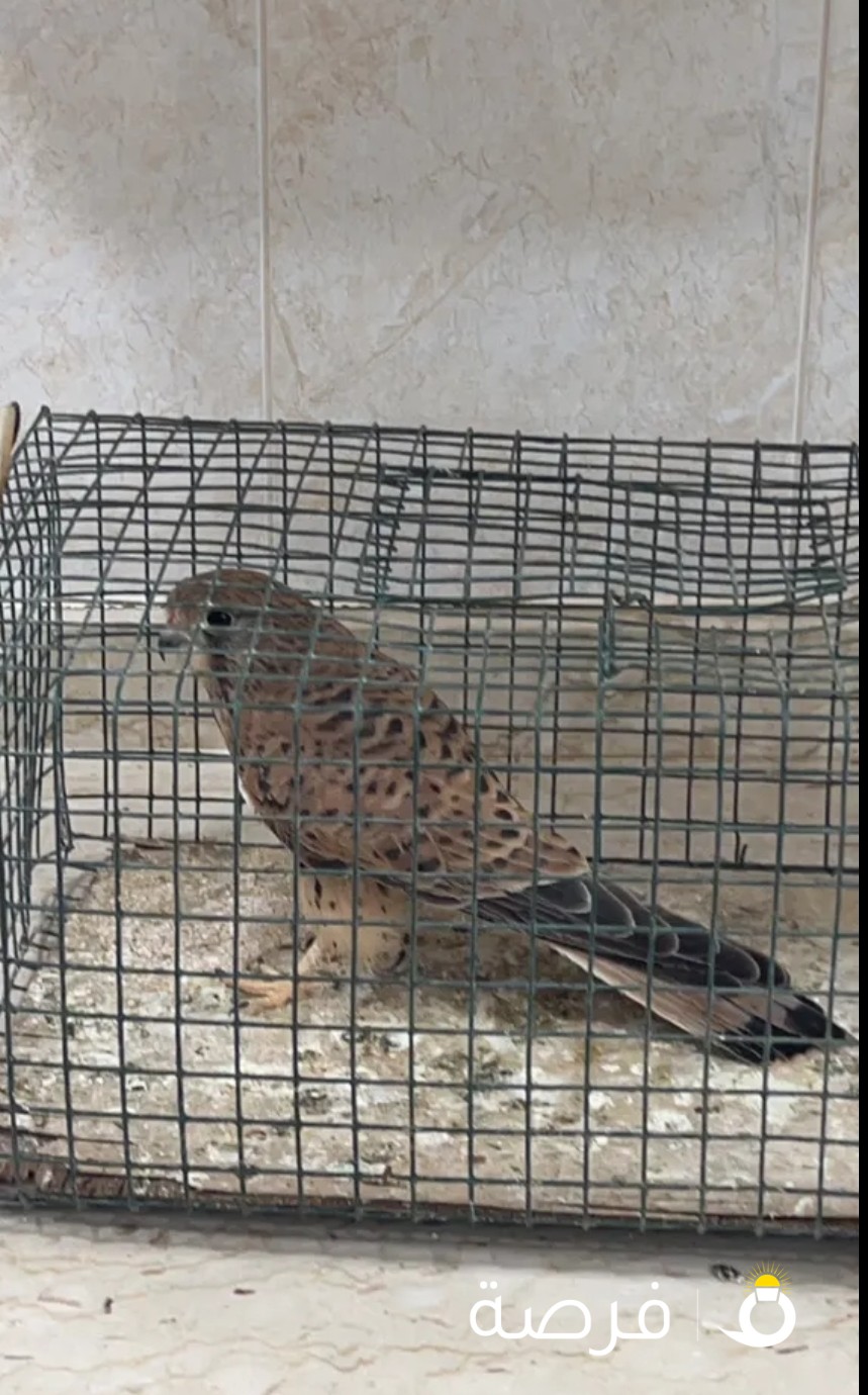 باشق للبيع