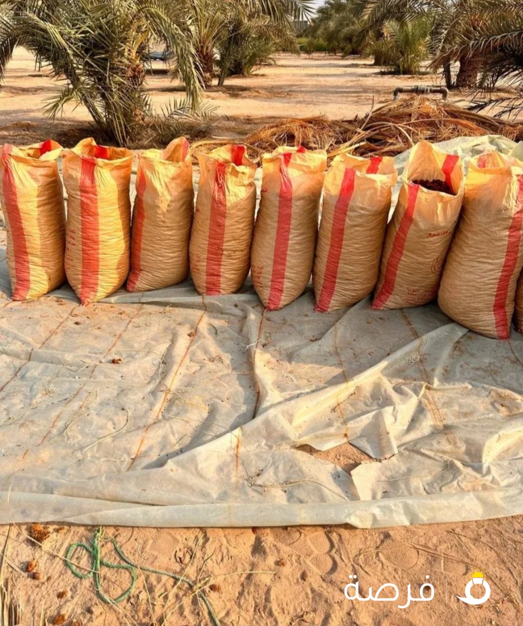30 خيشة تمر صافي