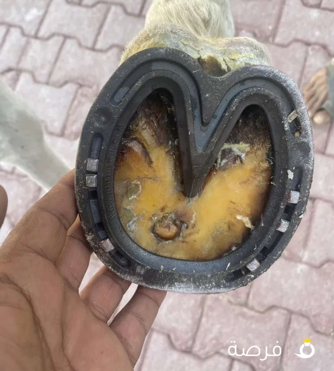 محذي خيل في الوفره وحسب منطق