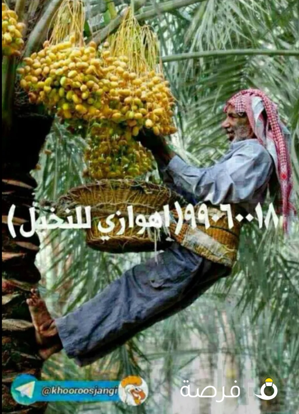 هوازي للنخيل جميع مناطق الكويت/بيع وشراء النخيل/نقل نخيل وفسايل/تنظيف وتكريب/تسميد/نقل نخيل وفسايل