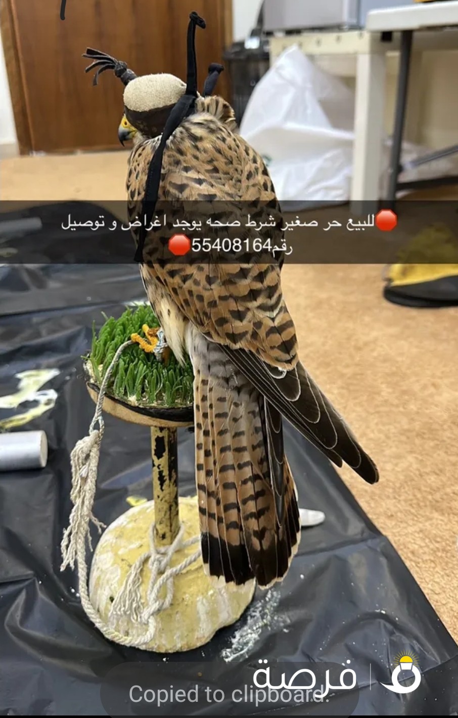 للبيع حر صغير شرط صحه