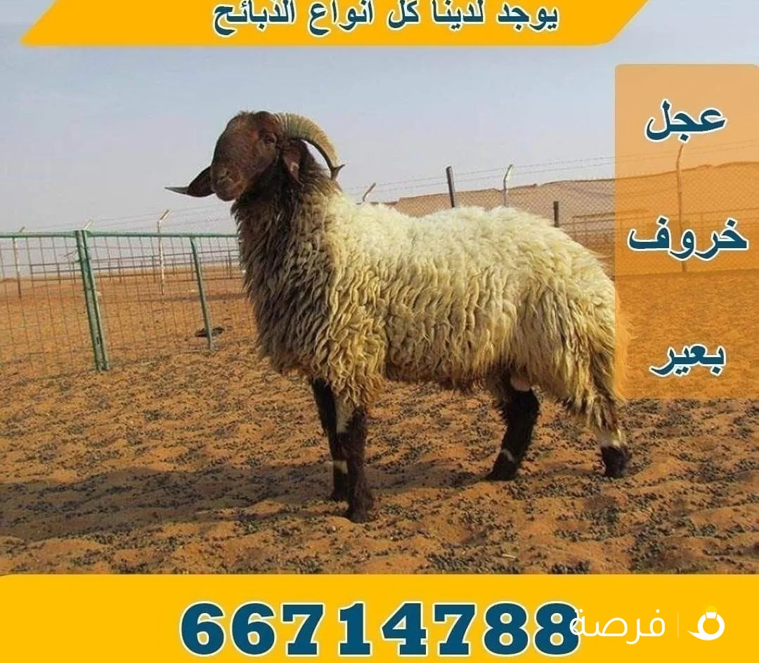 قصاب تحت الطلب جميع انواع الذبائح