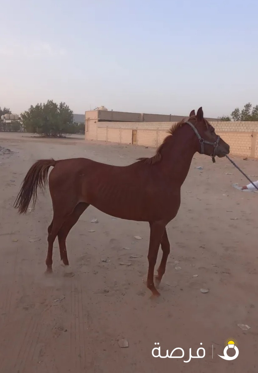 الحصان حق الريس اخوانه كلهم ابطال ريس ولد قمر الدين والحصان ما يشتكي من شيء شرط السلم جيب دكتورك وتعال افحص اللهم فيه صده خارجيه