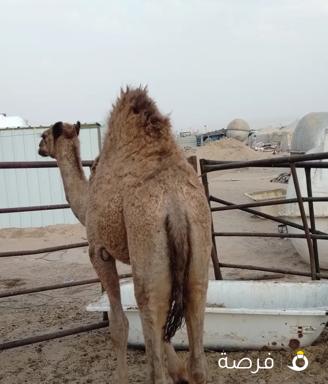للبيع قعود