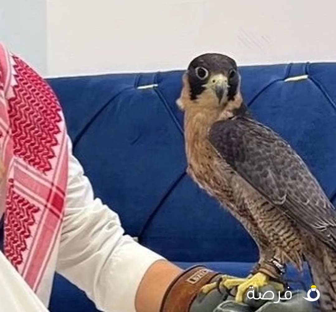 مطلوب طير جبلي
