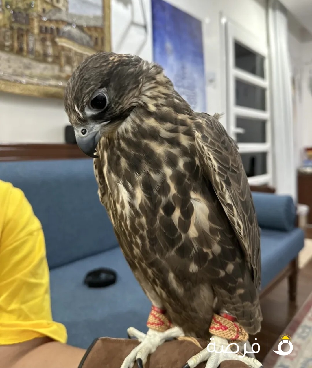 حر ايطالي ادهم