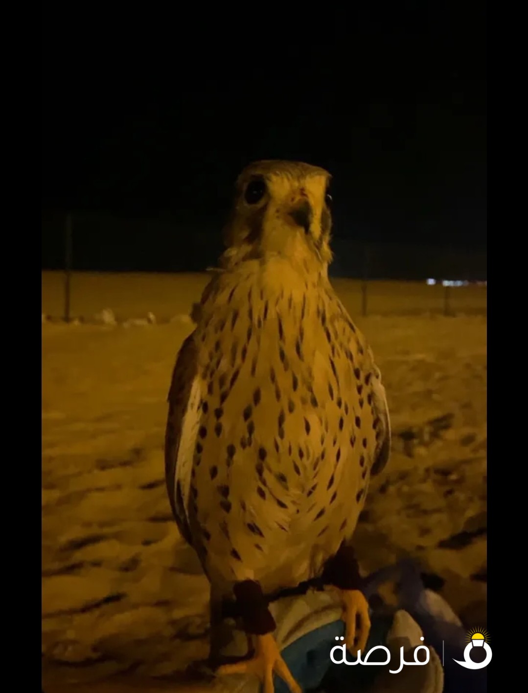 احميميج للبيع 25 دينار معا اغراضه