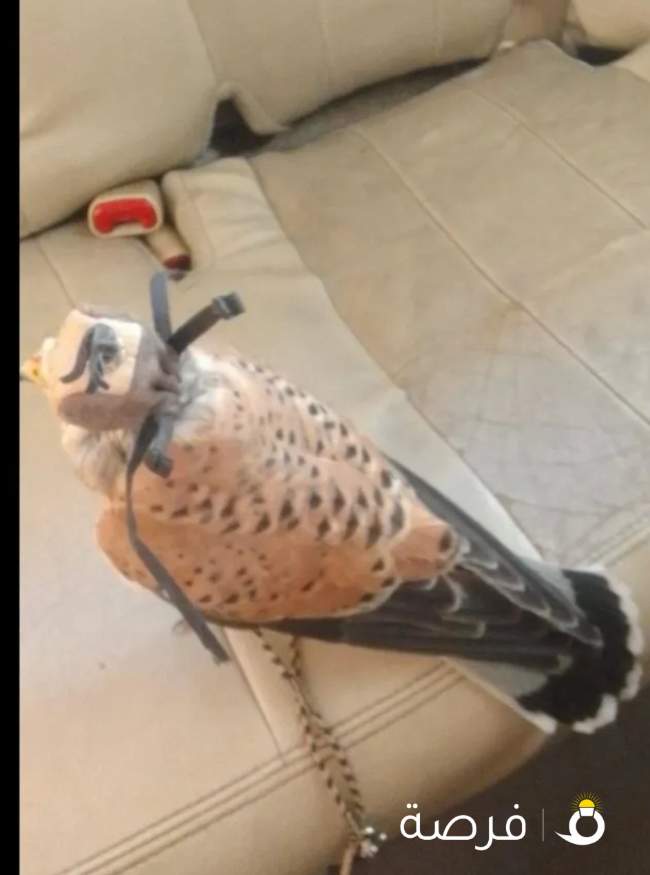 طيور صغار احرار