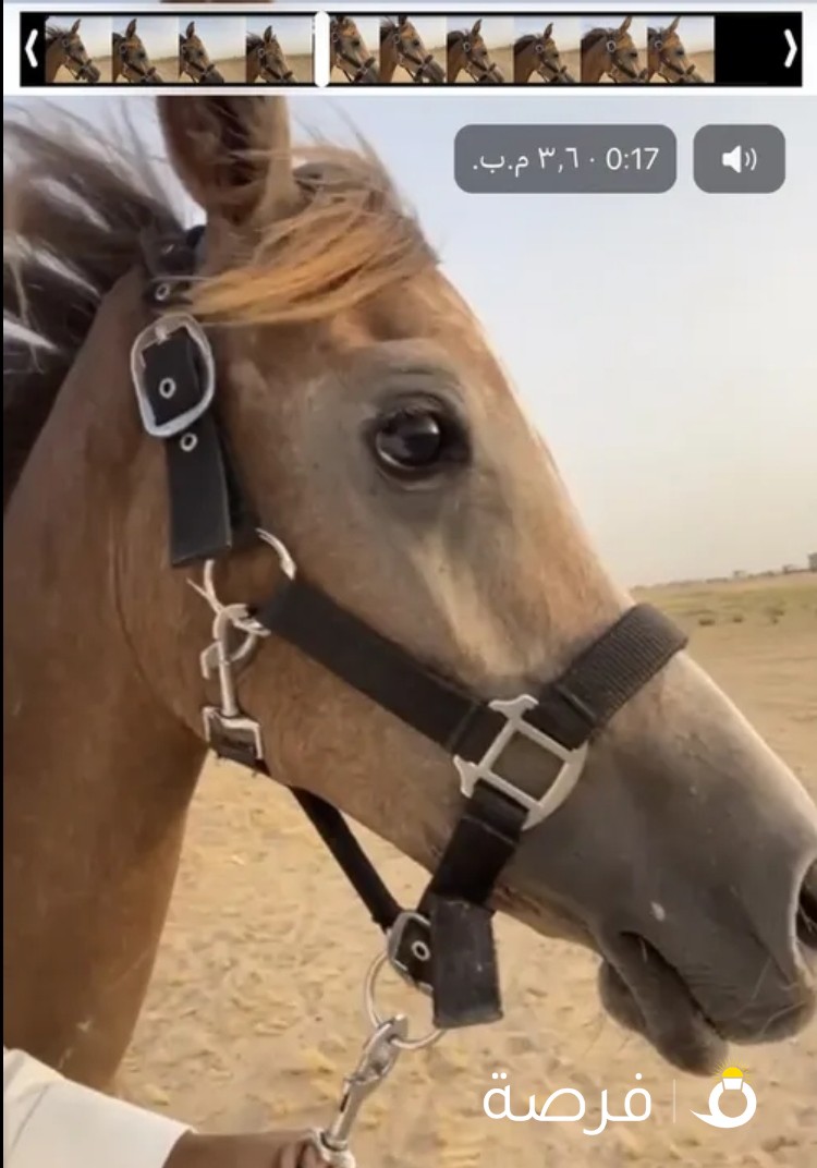 للبيع خيول 3سنوات