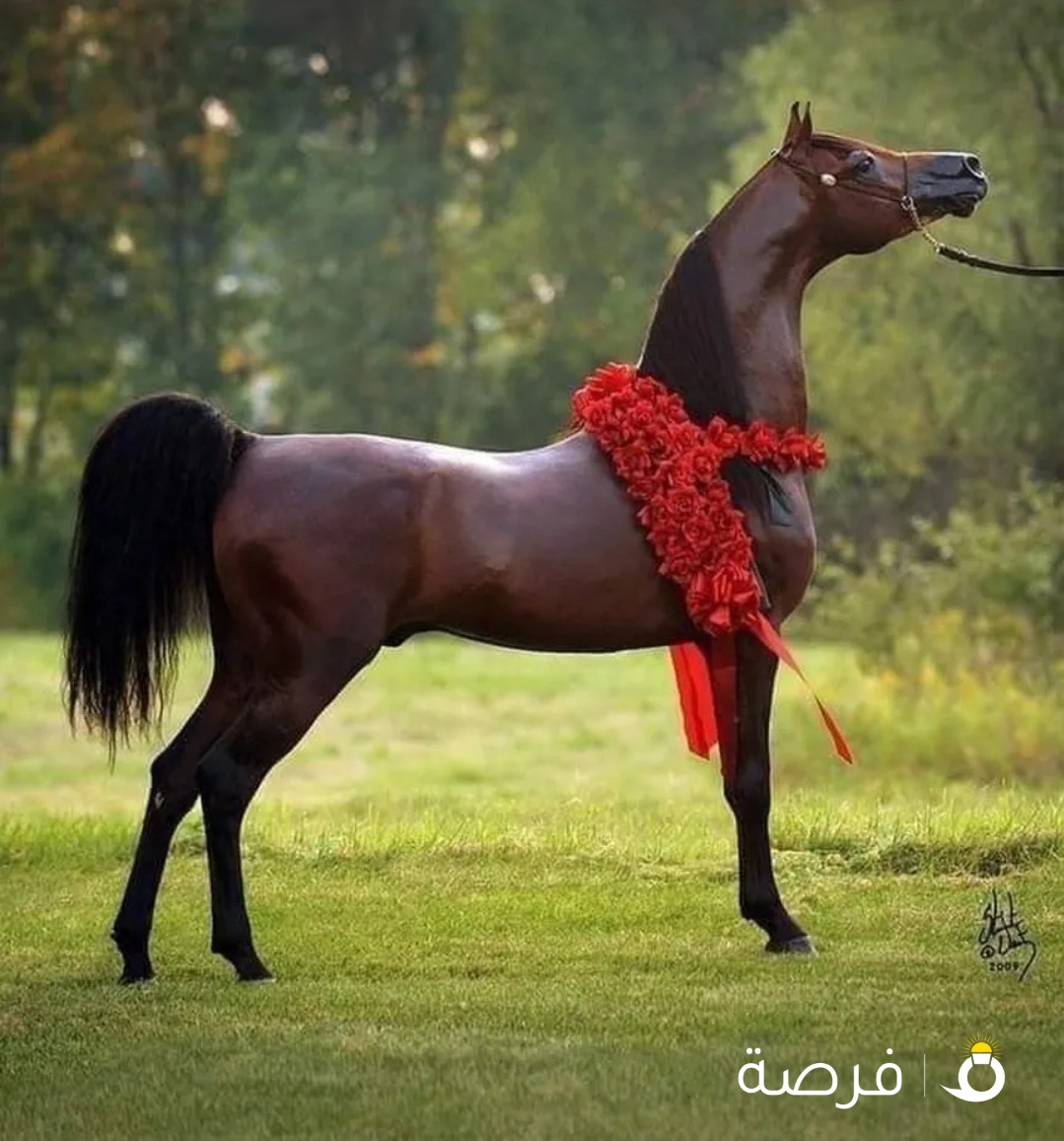 قص شعر خيل