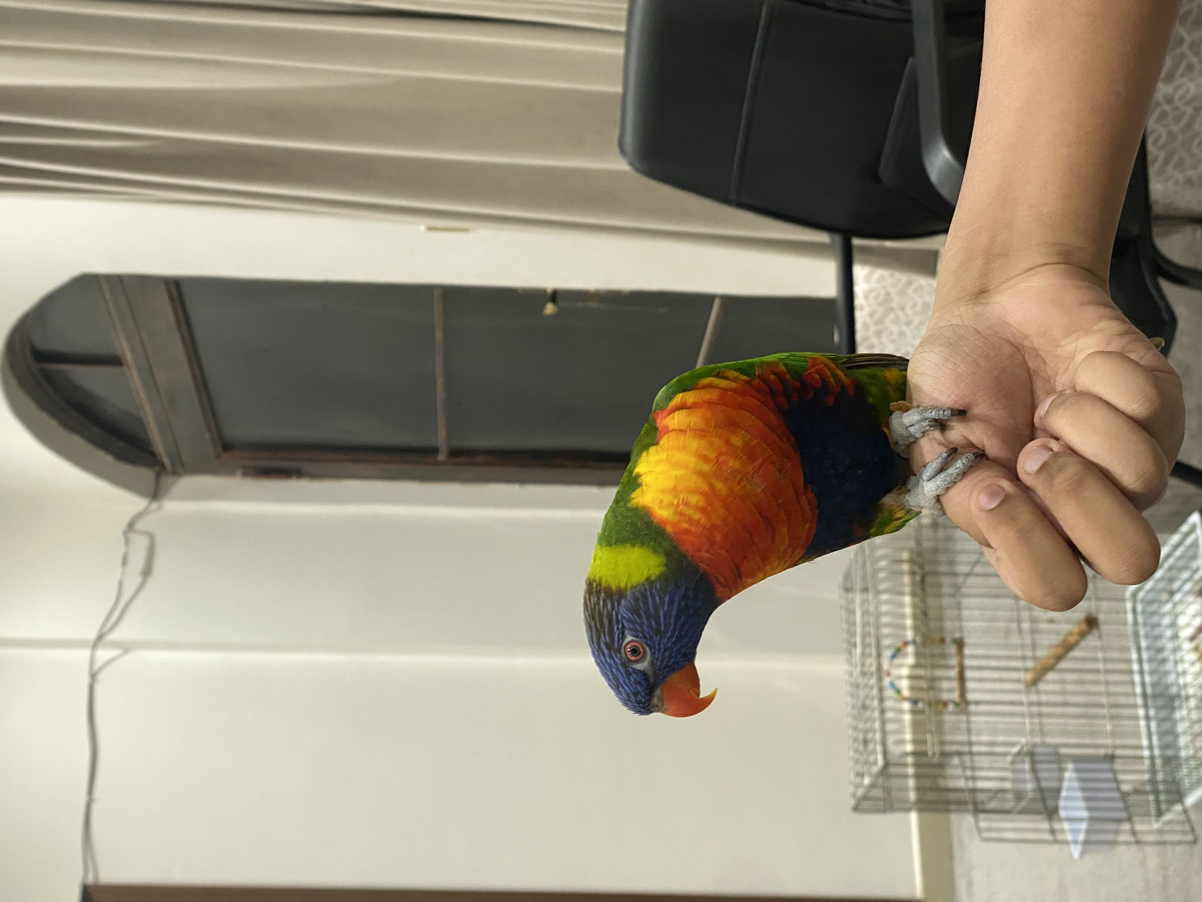 طير لوري للببع