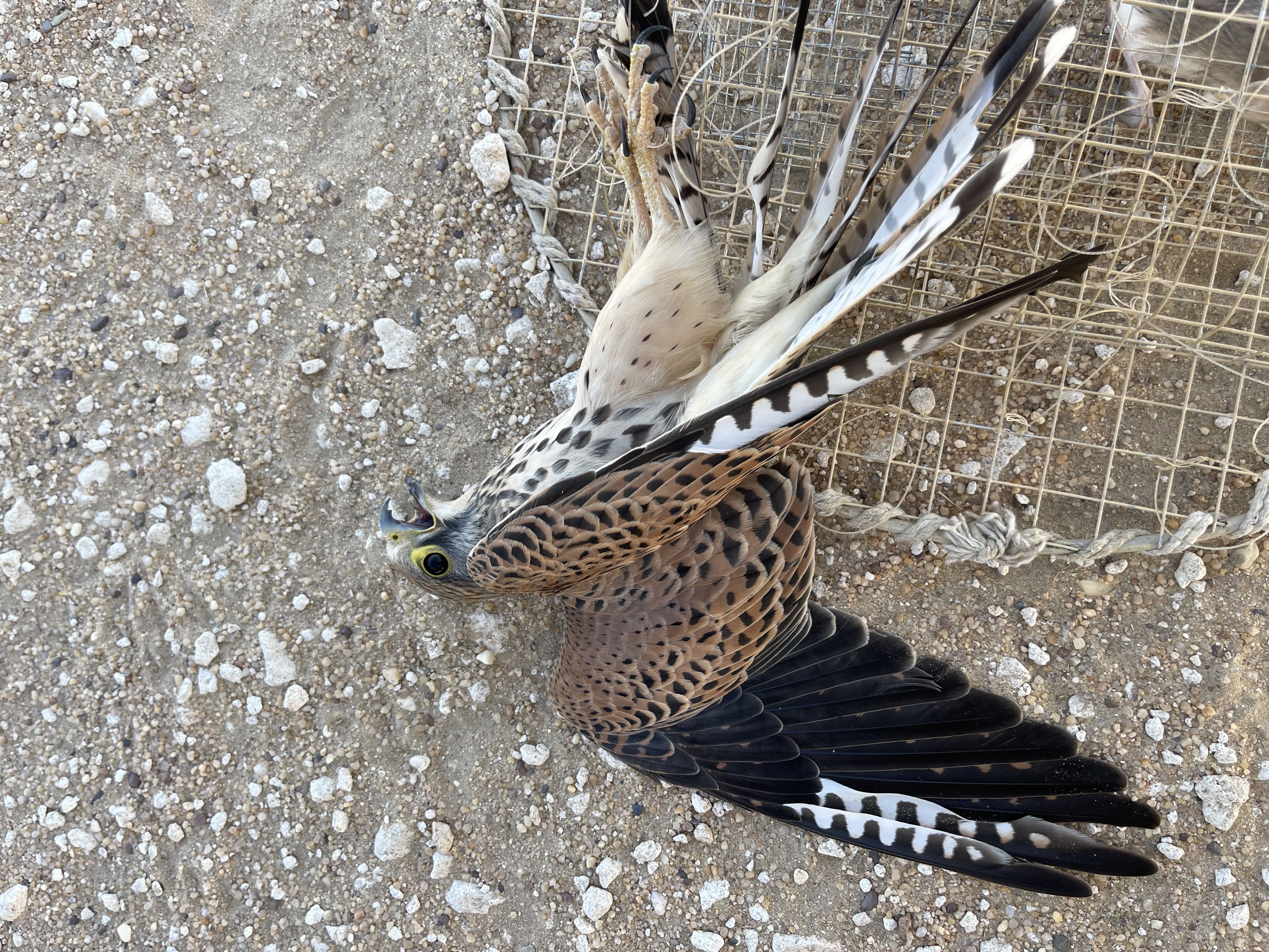 للبيع باشق وحش 