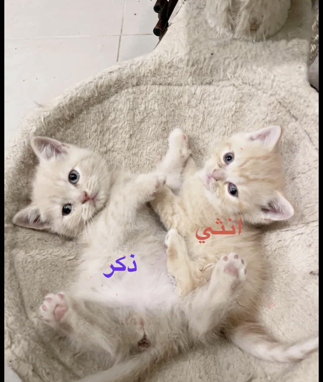 اسكاتش فولدد إيرز شورت هير