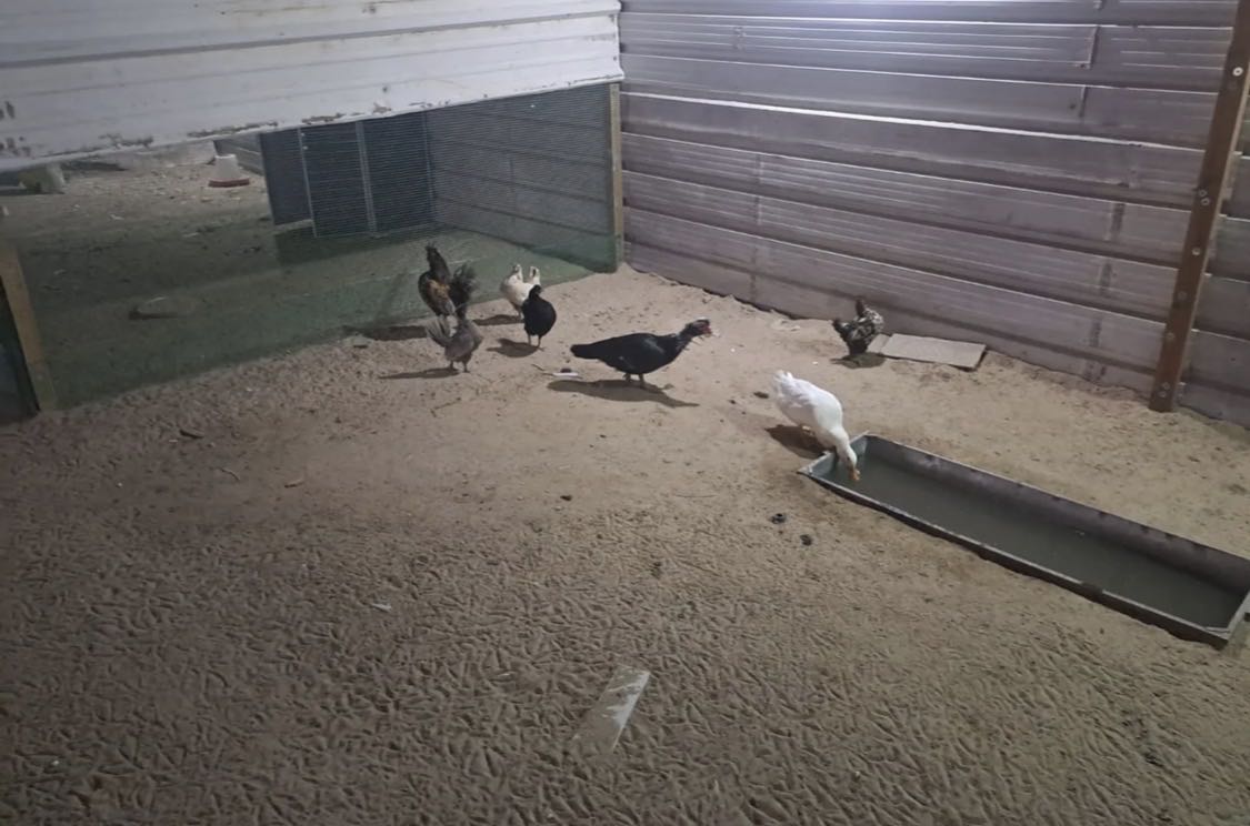 دجاج حبحب وديك