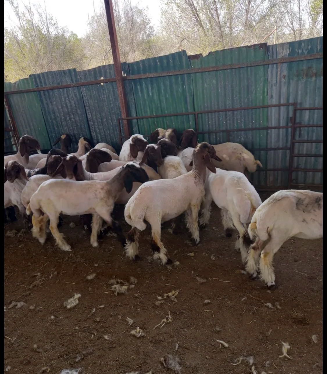 ابحث عن عمل في مجال الاغنام و الماعز