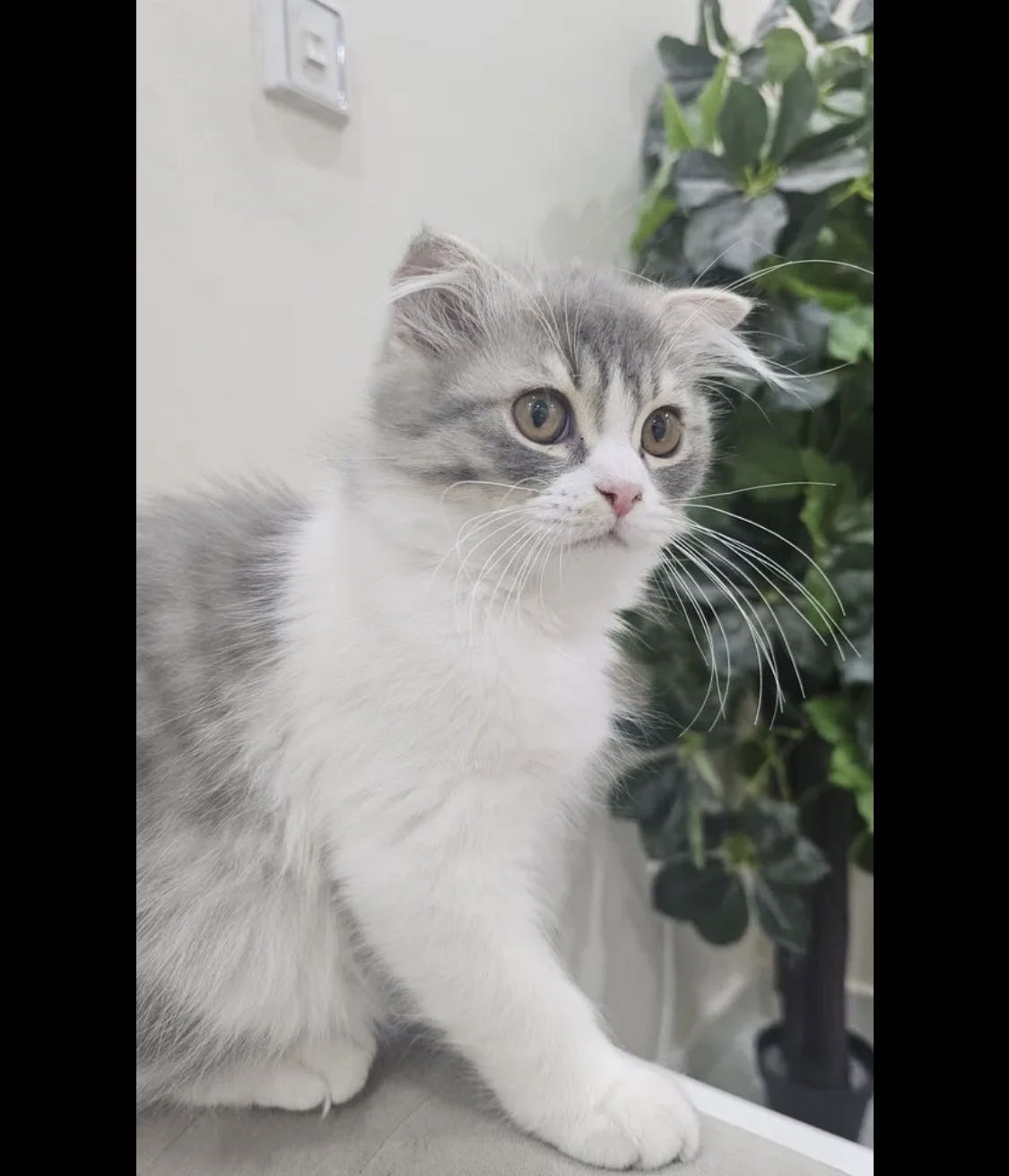 قطط باي كولور