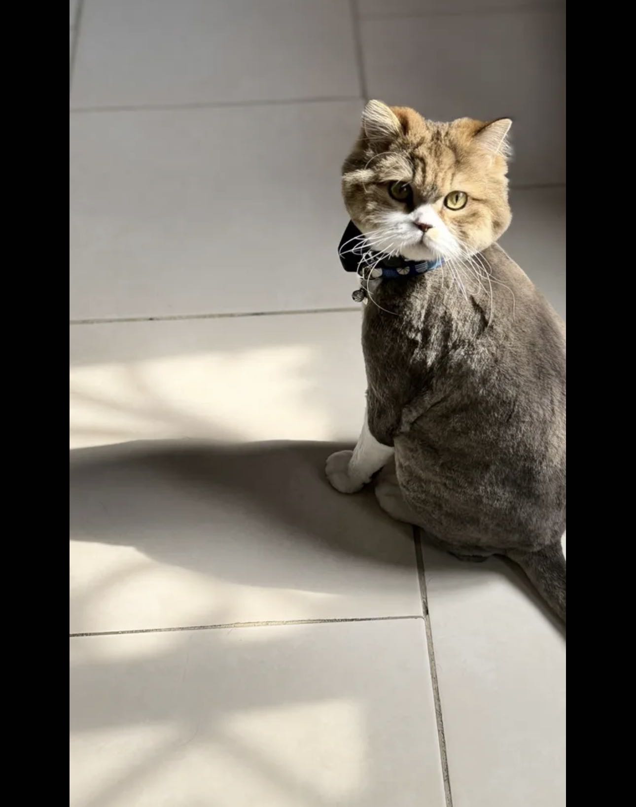 للبيع ذكر British Longhair – لون مميز – مسجل CFA & TICA