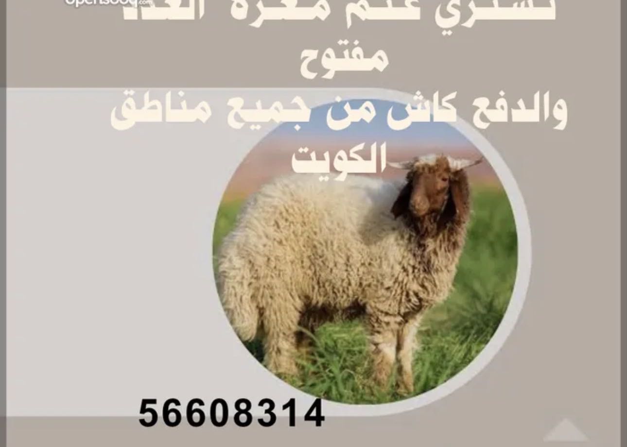 نشتري غنم ومعزا العدد مفتوح ودفع كاش