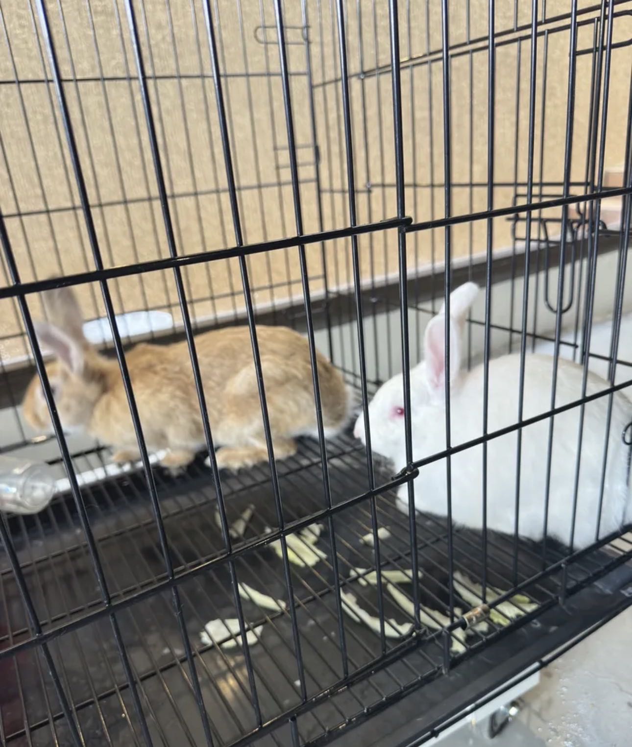 Rabbits For Sale With Cage