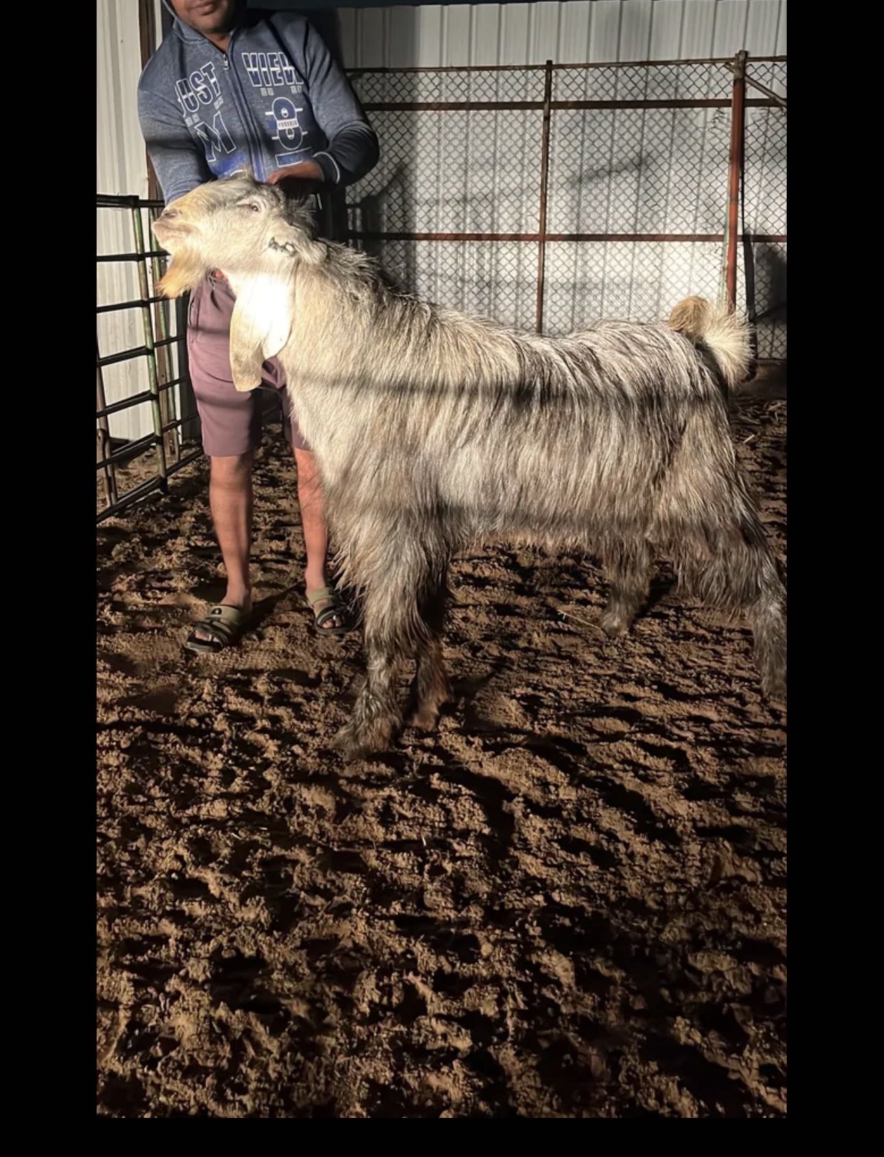 تيس عارضي طيب