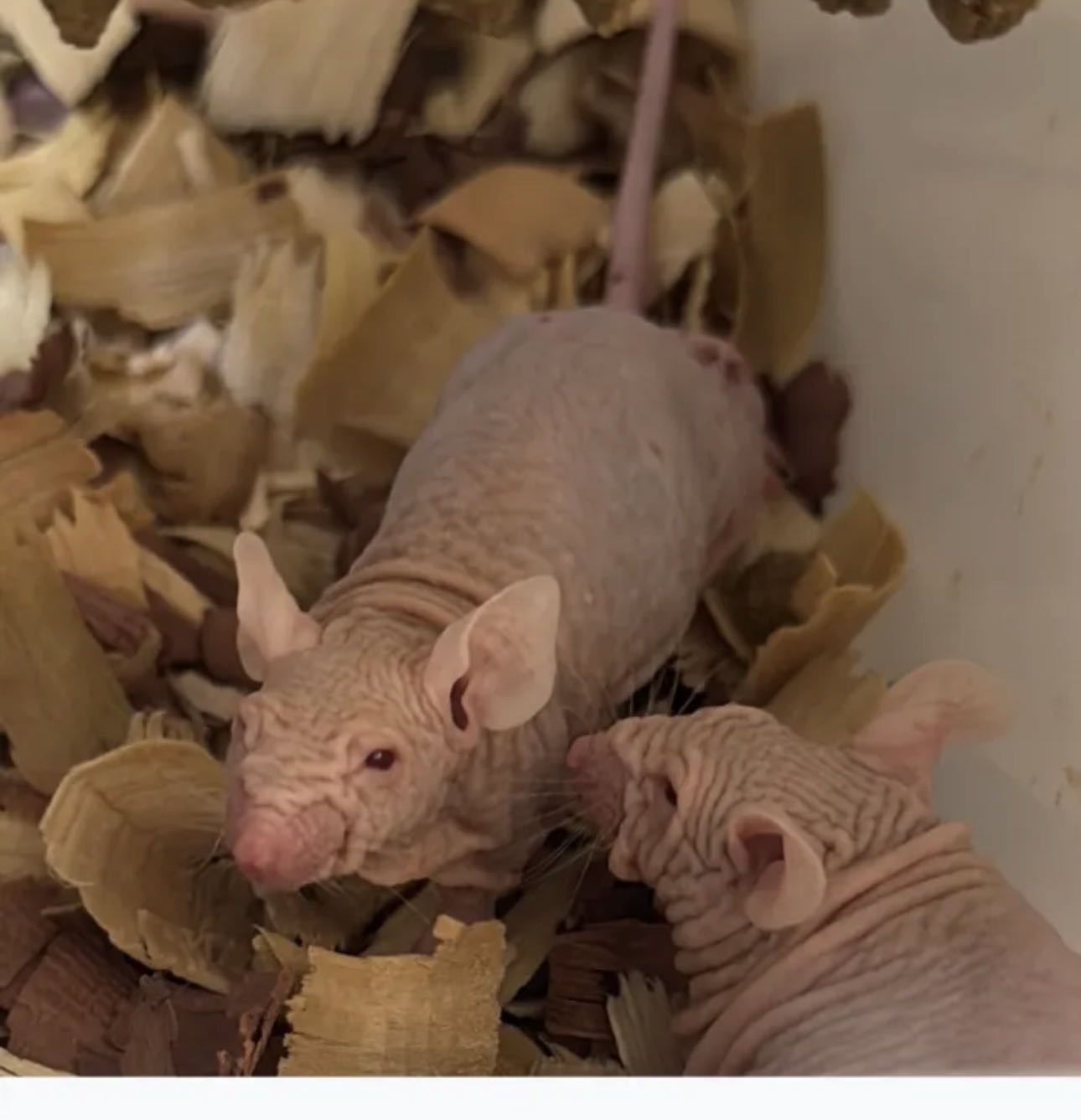 للبيع فيران فرعوني