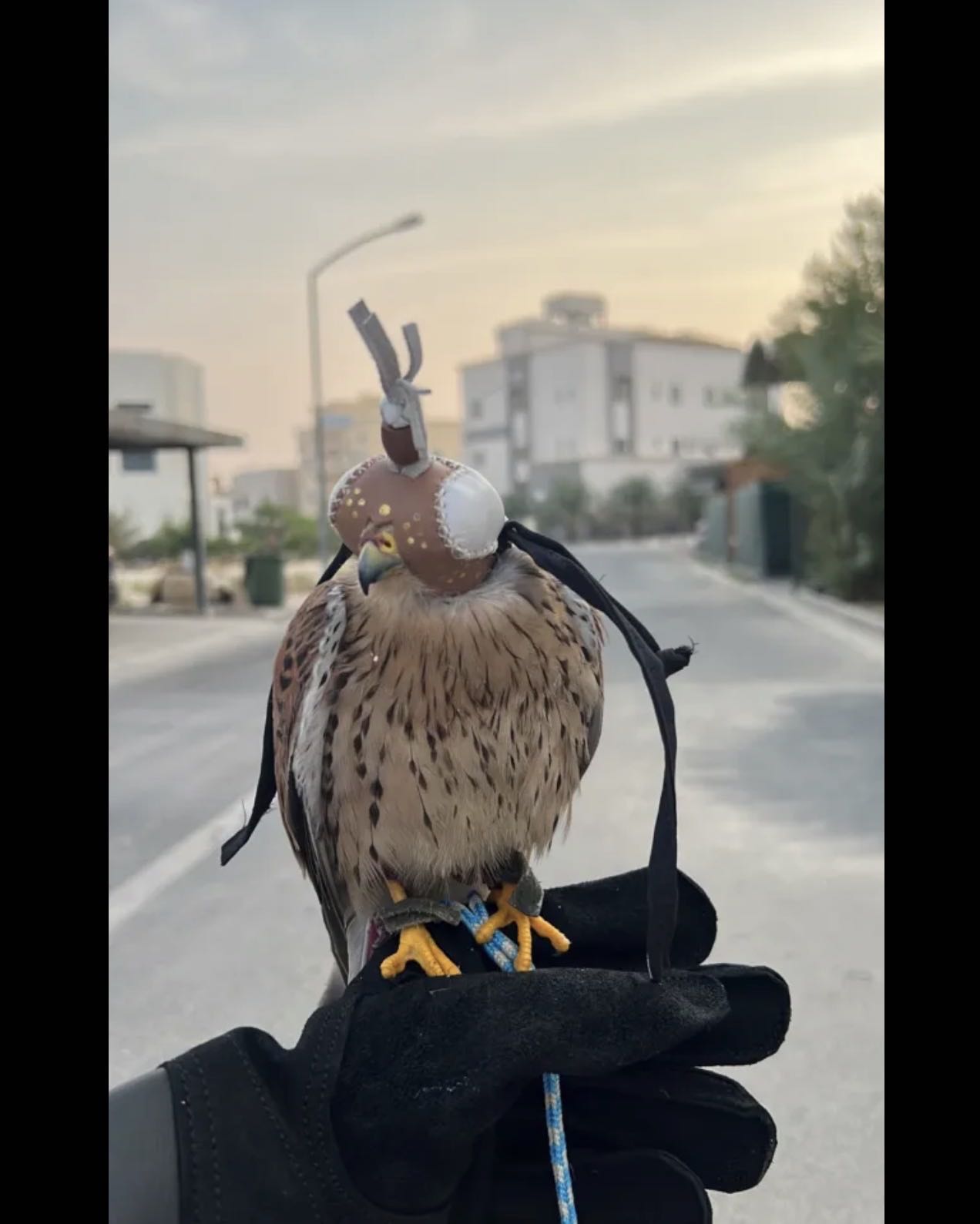 طير حميميج لا يجي إلا الصامل