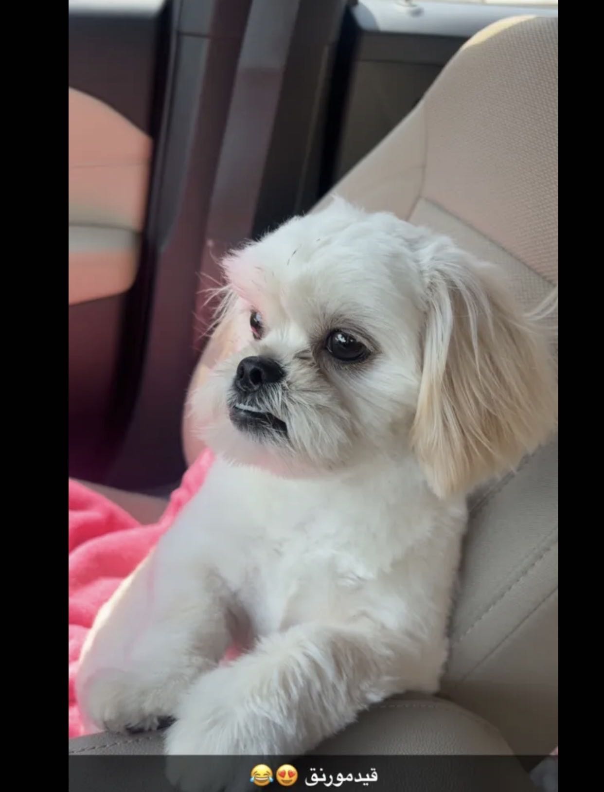 شيتزو عمره 10 اشهر متربي داخل البيت هادي فرندلي مدرب علي الحمام وسلوك كامل التطعيمات ومعه كل اغراضه