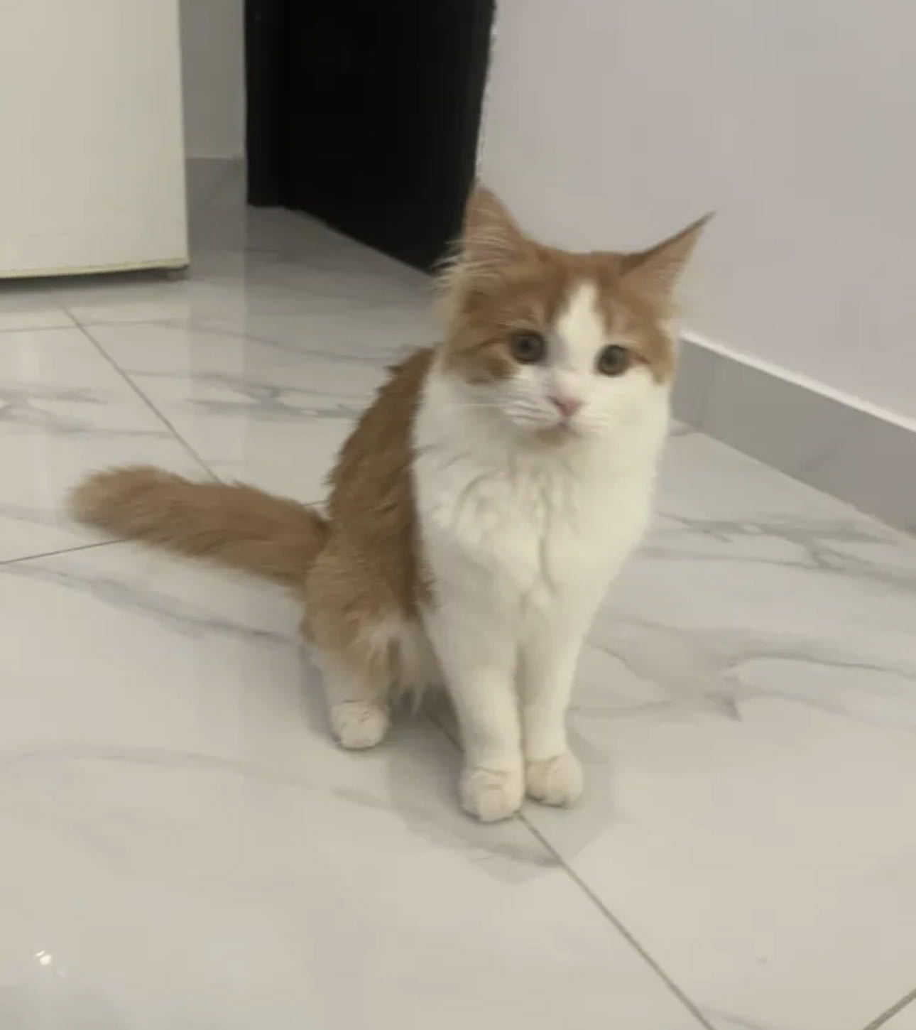 قط شيرازي حنون ولطيف ذكر وقطتين اربع شهور للتبني