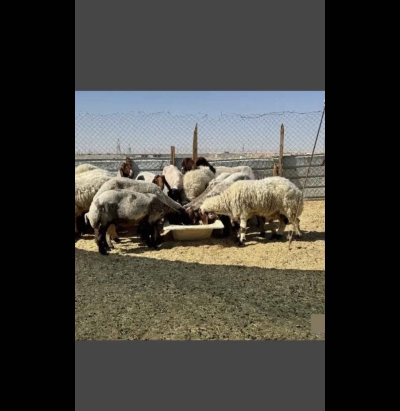 راعي حلال سوداني يبحث عن العمل