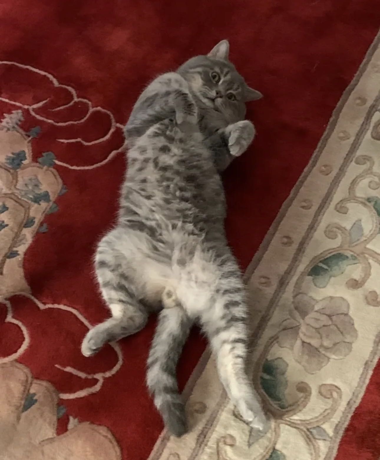 للبيع ذكر سكوتش ستريت