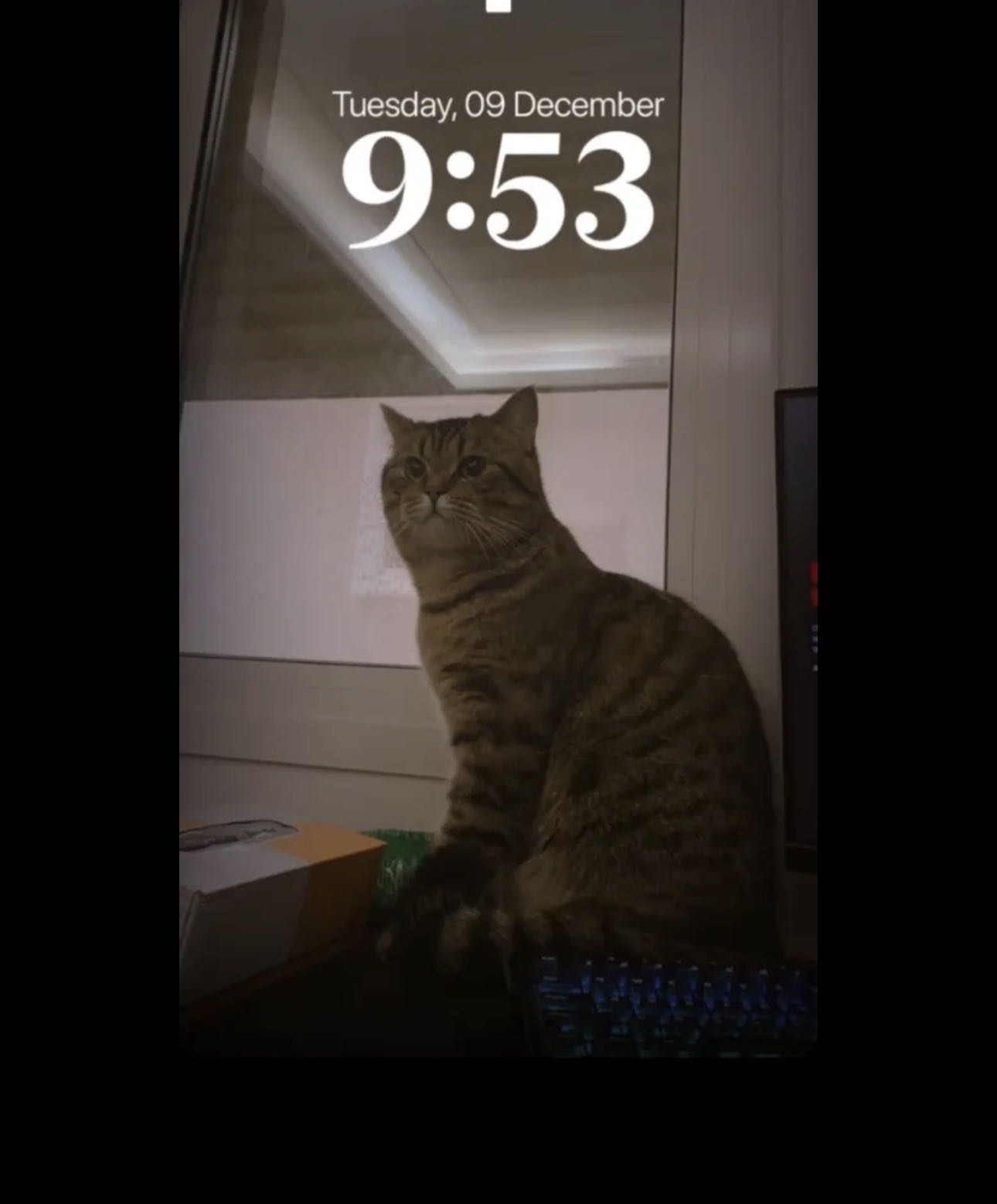 قطة للتبني عمرها 12 شهر ومطعمه