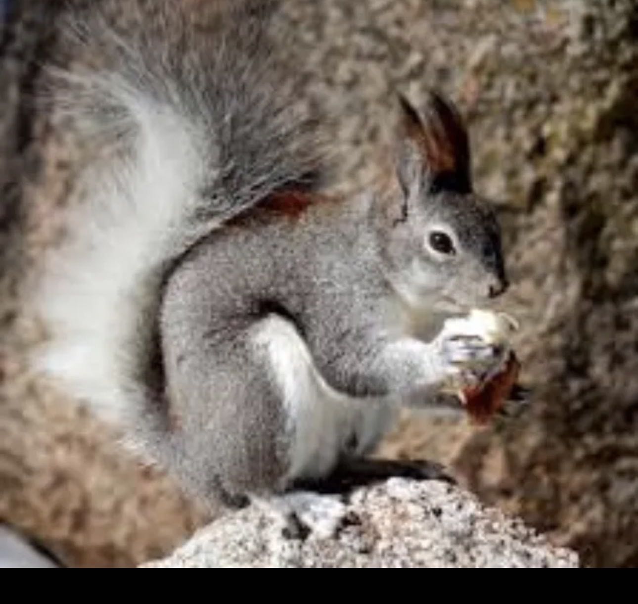 مطلوب سنجاب سوري أو قوقازي صغير للشراء