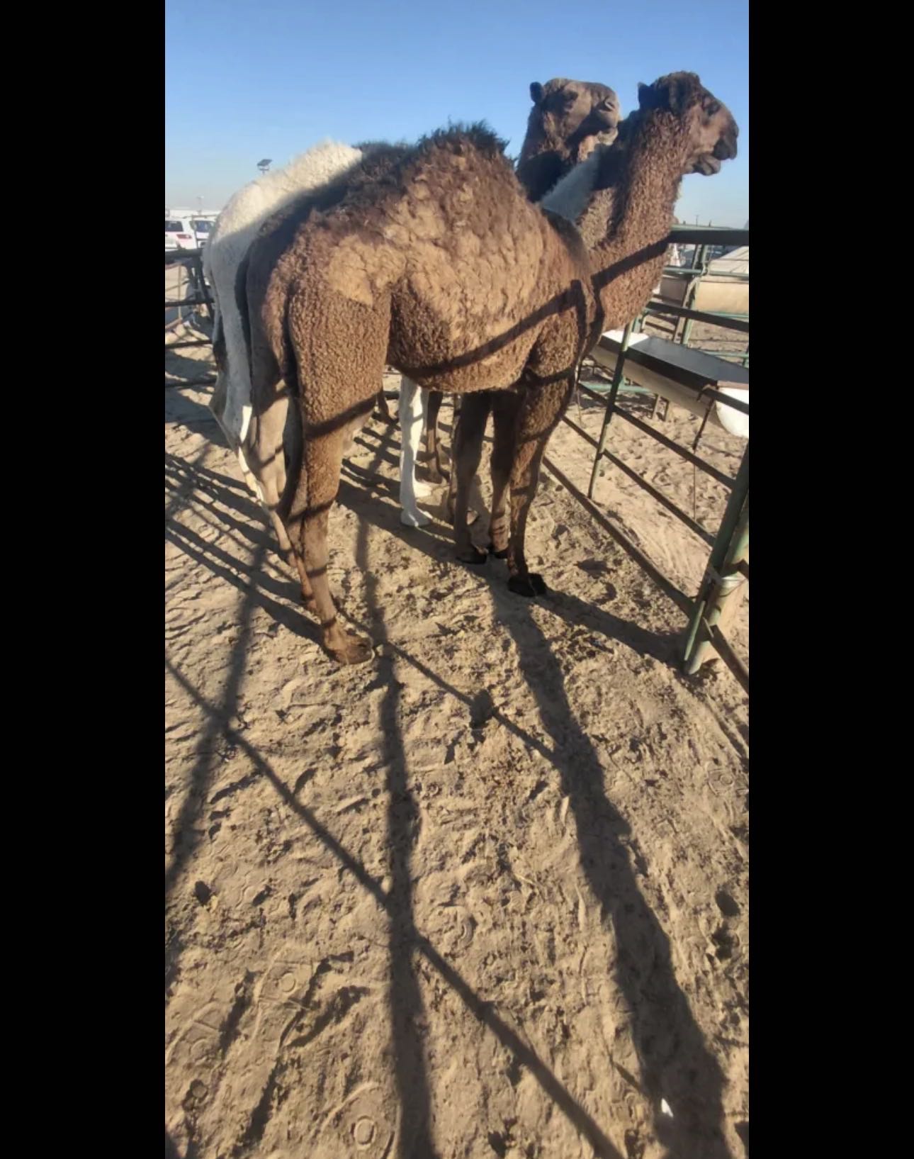 للبيع قعدان محليه فاخره شي يجمل يوجد خدمه توصيل جميع مناطق الكويت