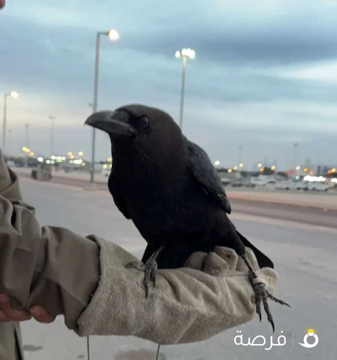 غراب النوع (raven) للبيع