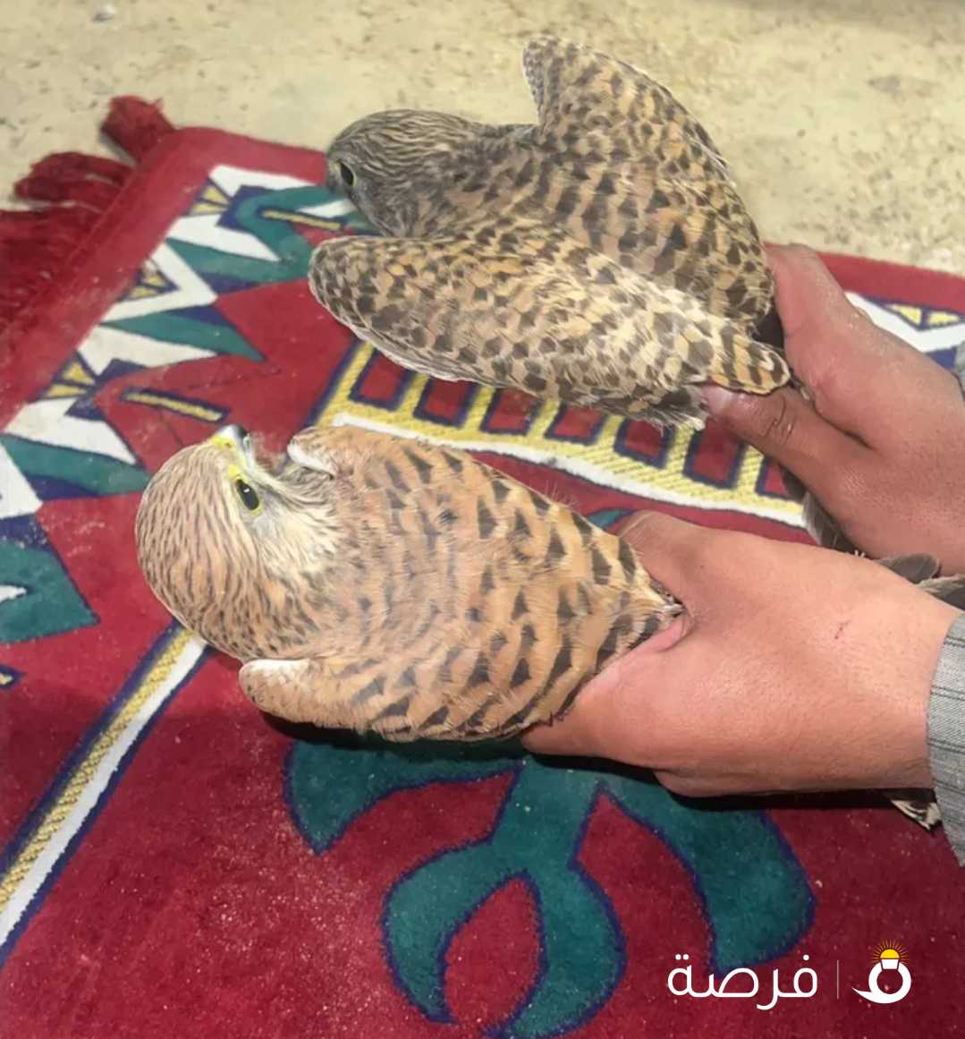 للبيع حميميج وترمه شرط صحه وريشه