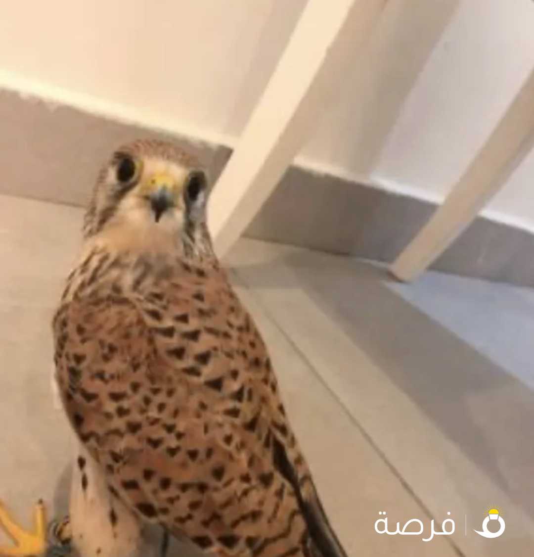 مطلوب حميميج مع كامل اغراضه