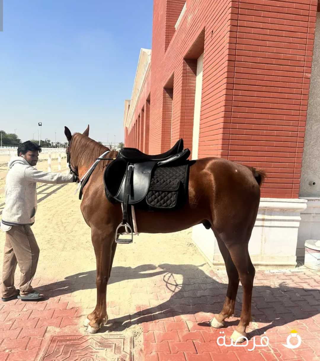 فحل بولش للبيع