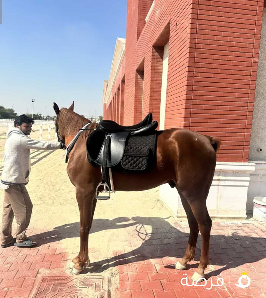 فحل بولش للبيع