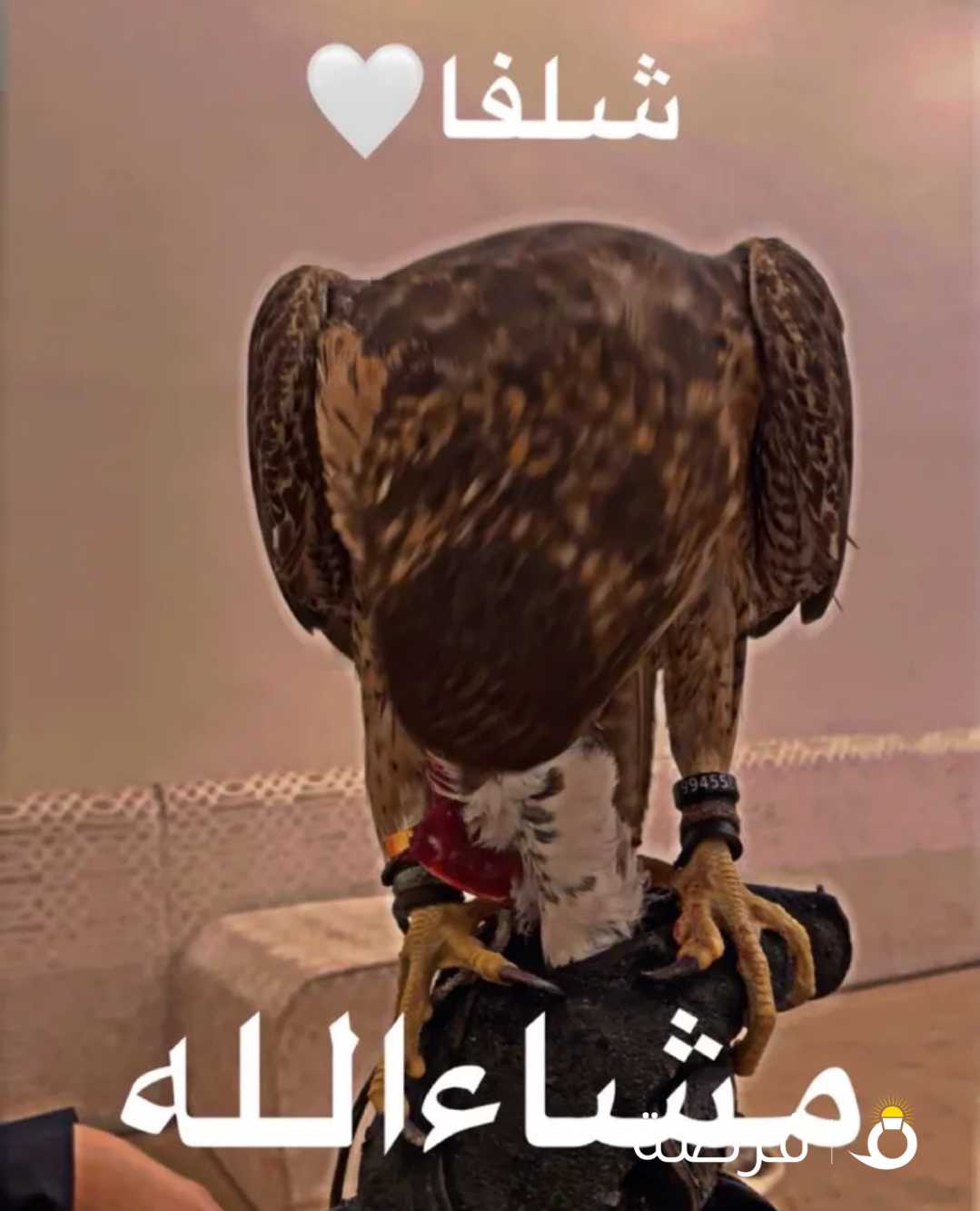 للبيع شيهانه جبليه