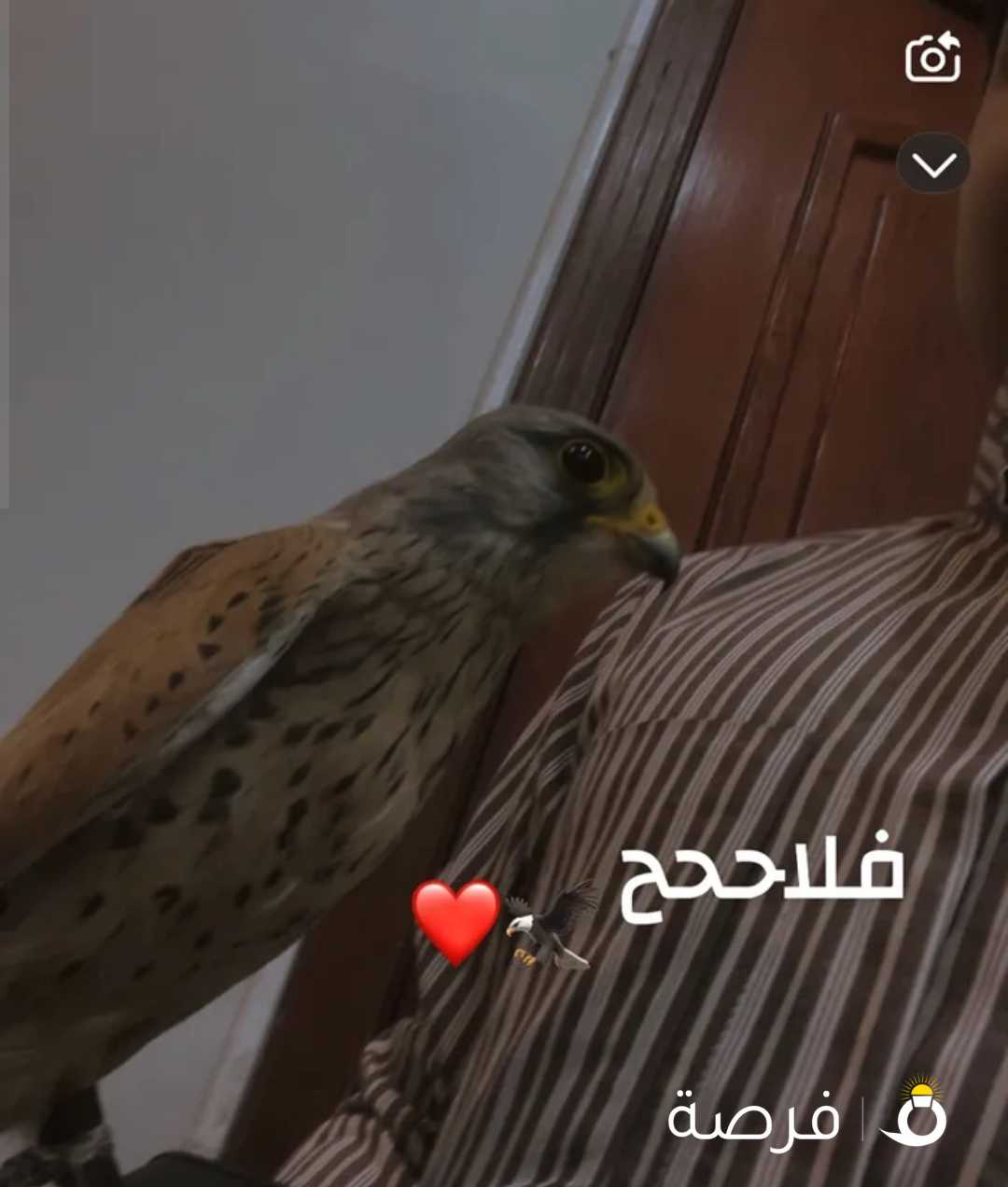 طير حميميج ترمه للبيع