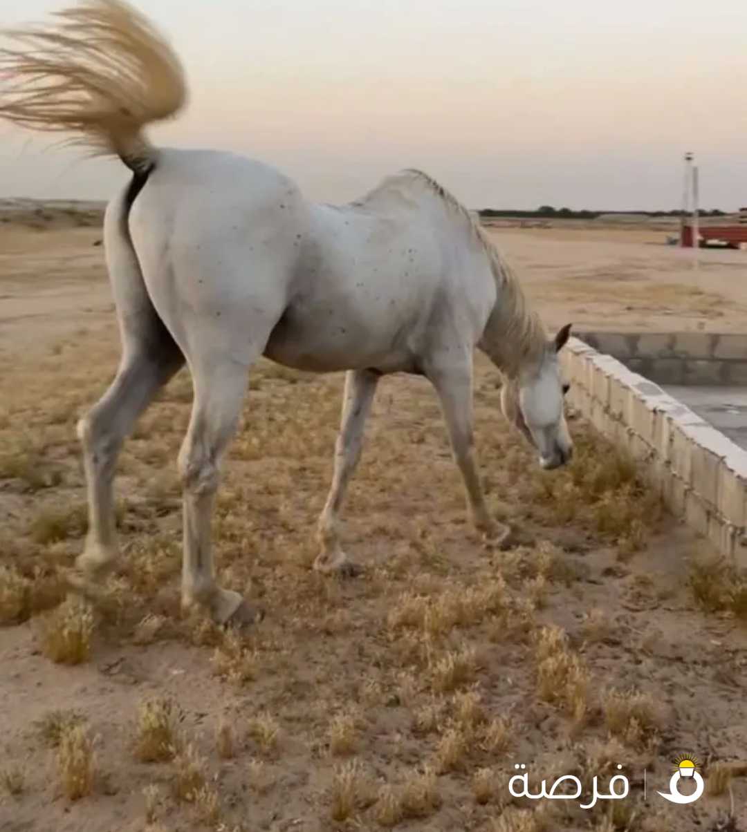 مطلوب حصان عربي معاه آوراق و جواز ألون الصفر العمر من 4سنوات إلى 5سنوات