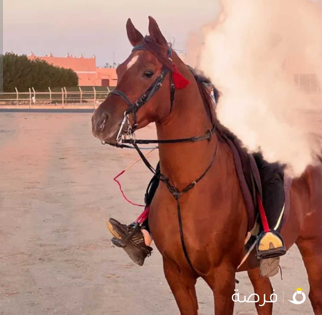 حصان للبيع