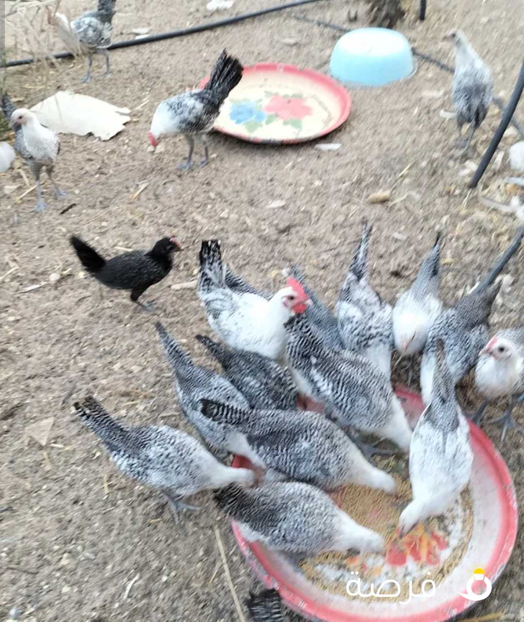 فروخ فيومي عمر 4شهور الحبة 1دينار