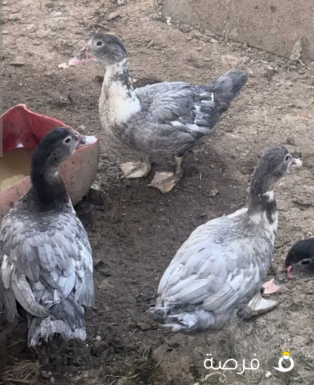 للبيع بط مصري فروخ وامهاتهم