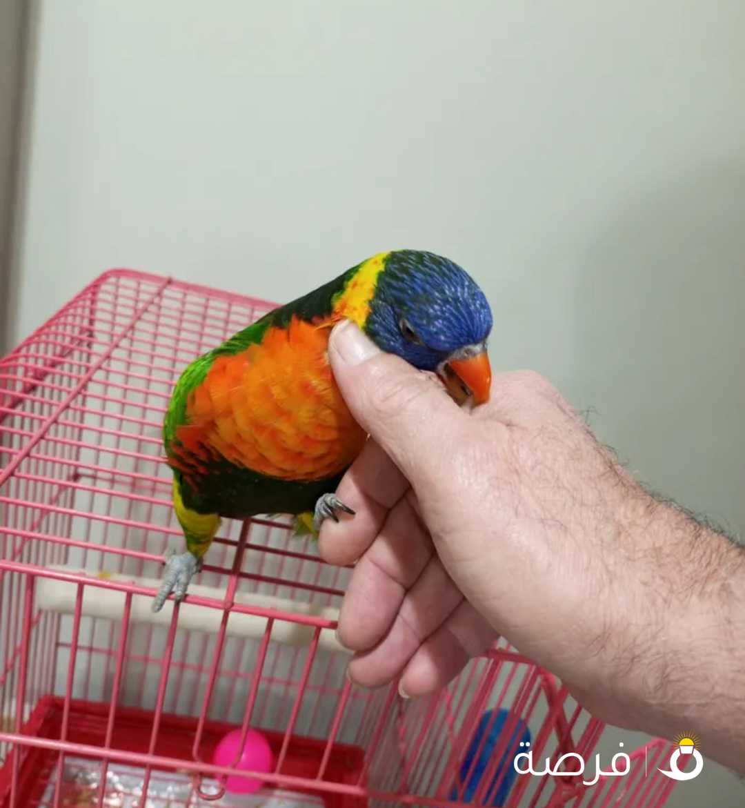 للبيع طير لوري متكلم
