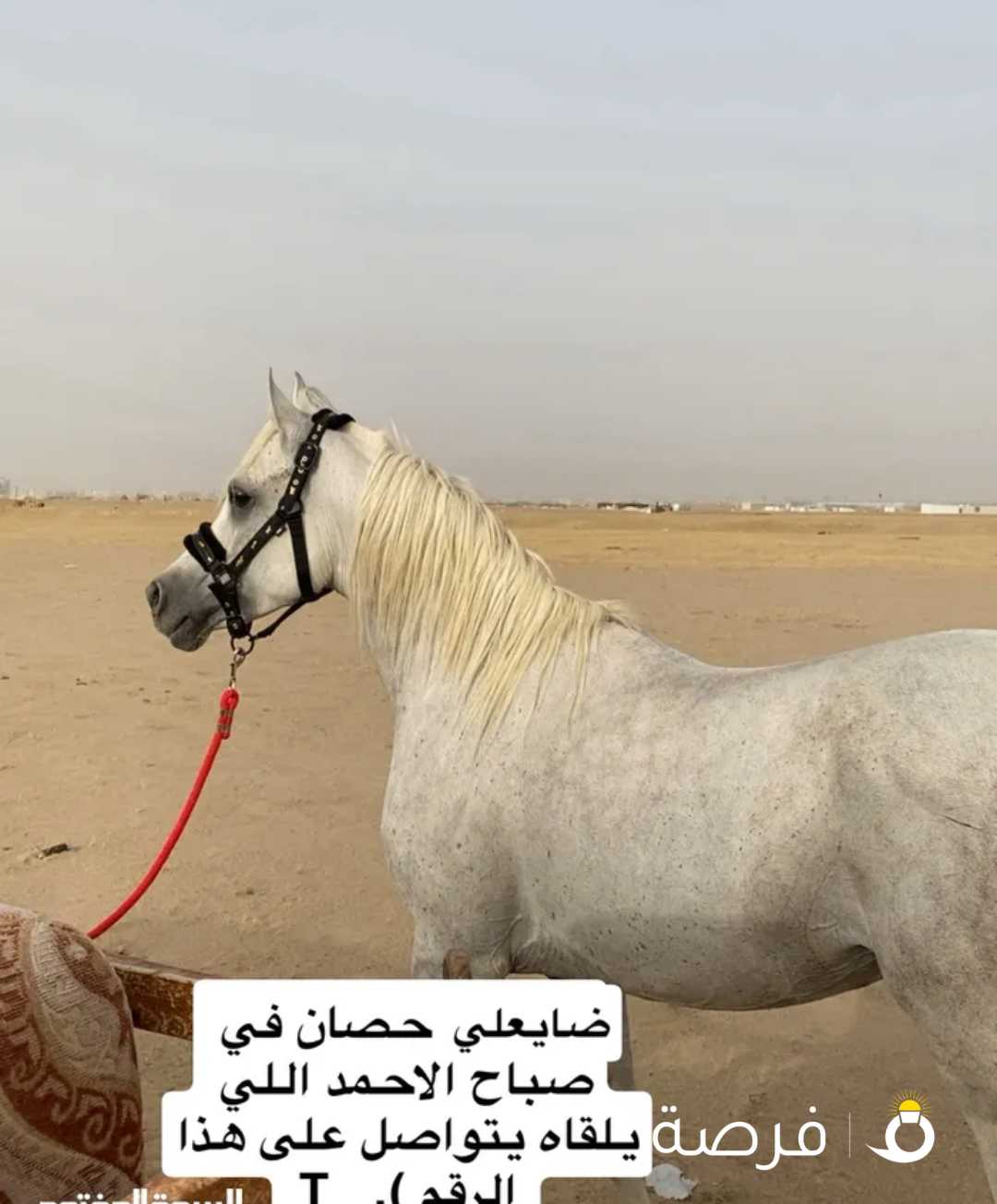 حصان مفقود