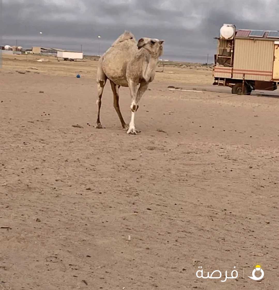 للبيع لقحه ولاد السنه الجايه